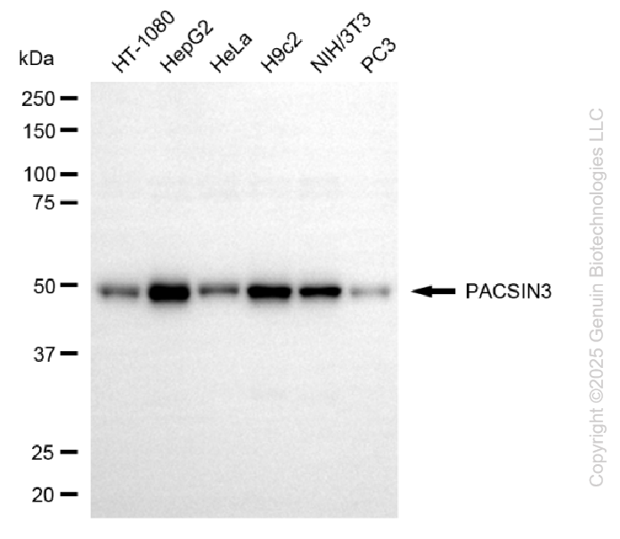 PACSIN3 antibody