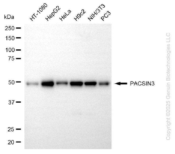 PACSIN3 antibody