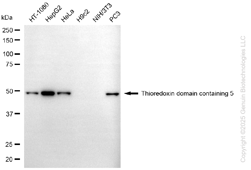 TXNDC5 antibody