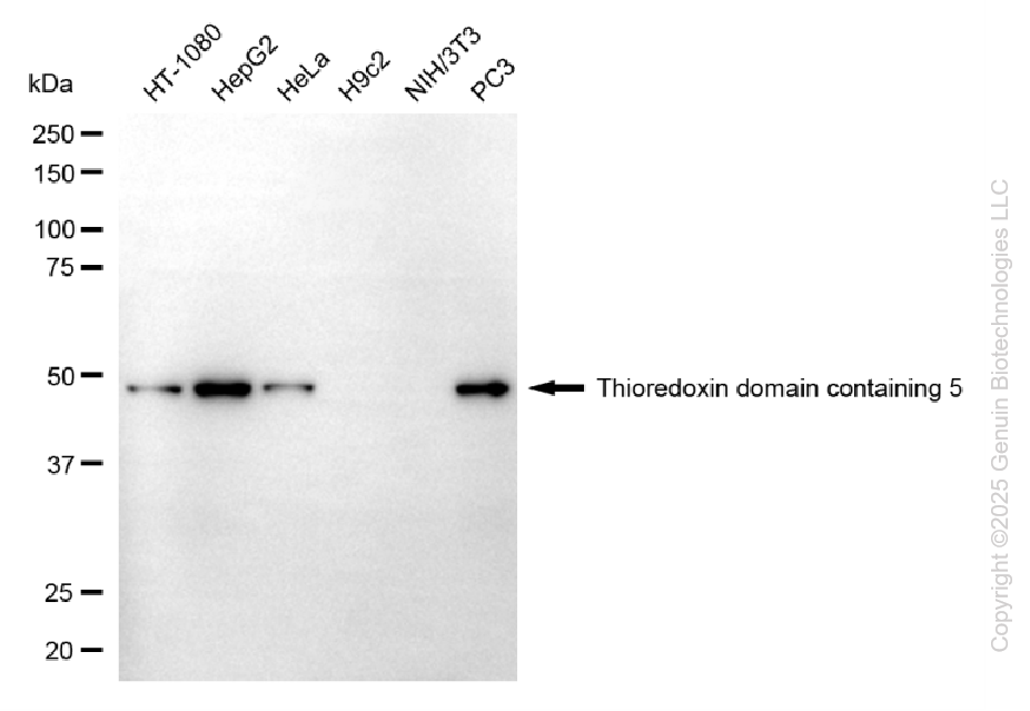 TXNDC5 antibody