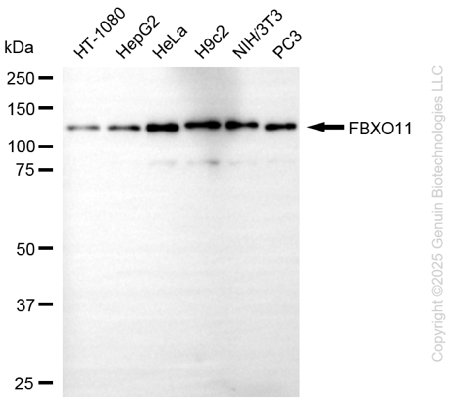 FBXO11 antibody