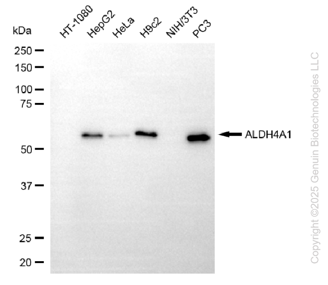 ALDH4A1 antibody