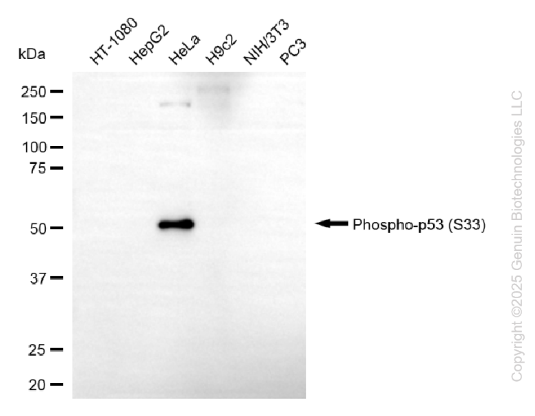 TP53 antibody