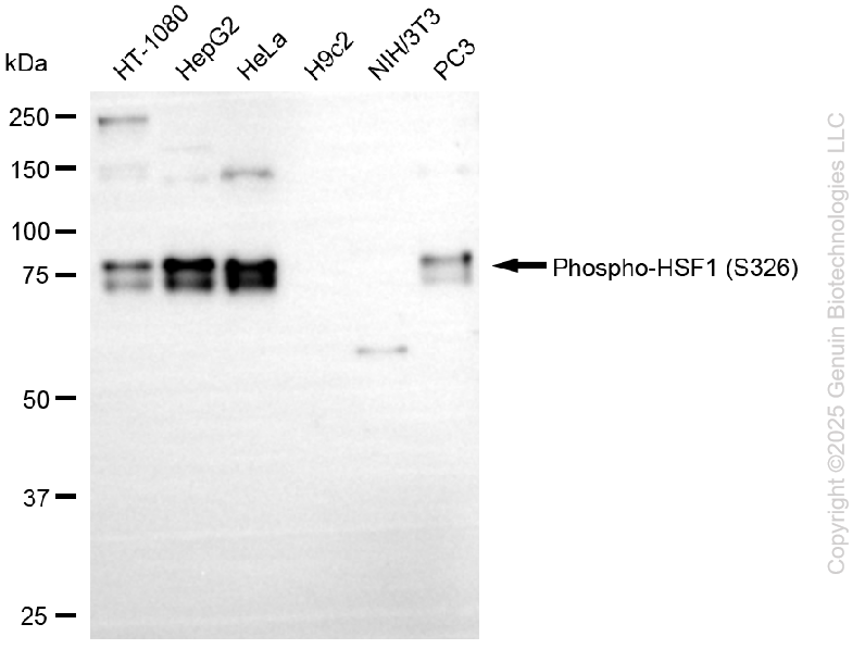 HSF1 antibody