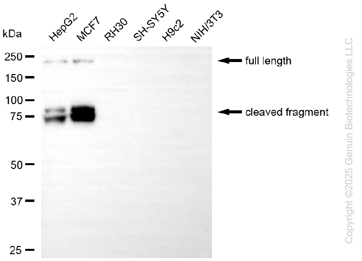 L1CAM antibody