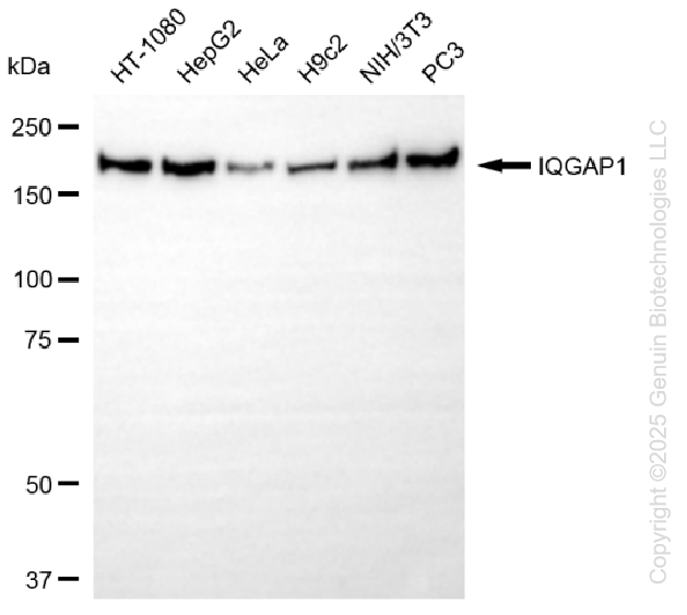 IQGAP1 antibody