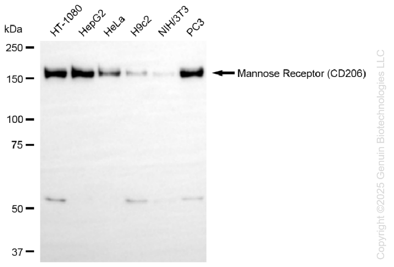 MRC1 antibody
