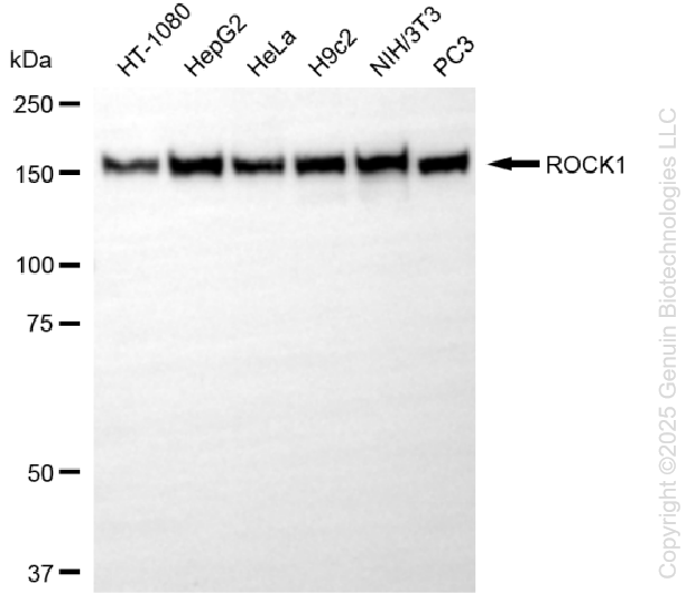 ROCK1 antibody