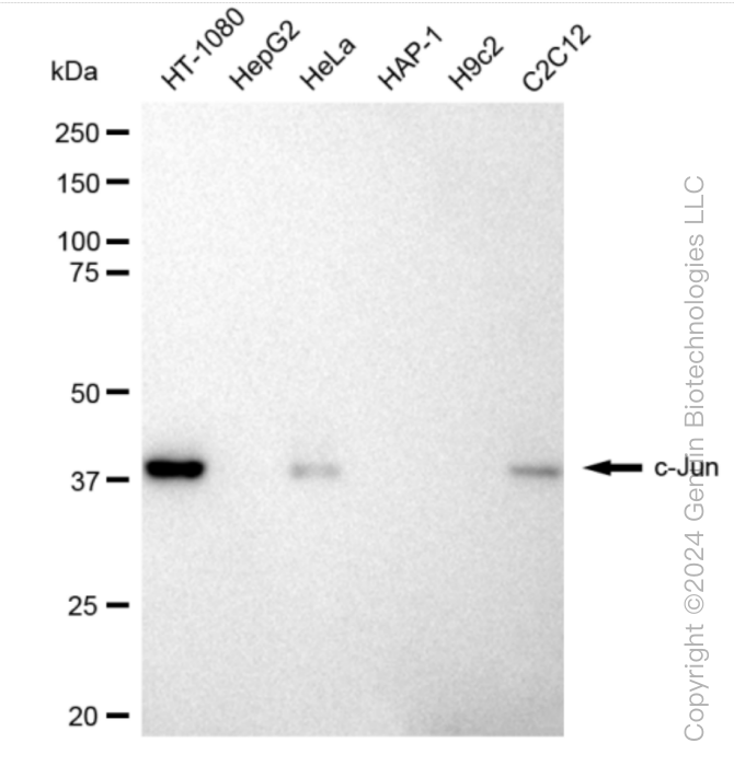 JUN antibody