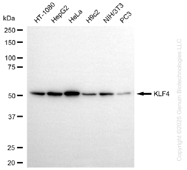 KLF4 antibody