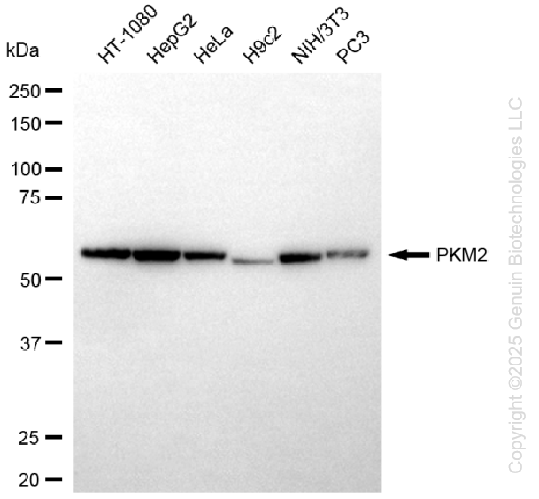 PKM antibody
