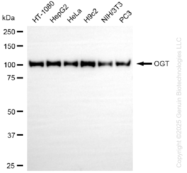 OGT antibody