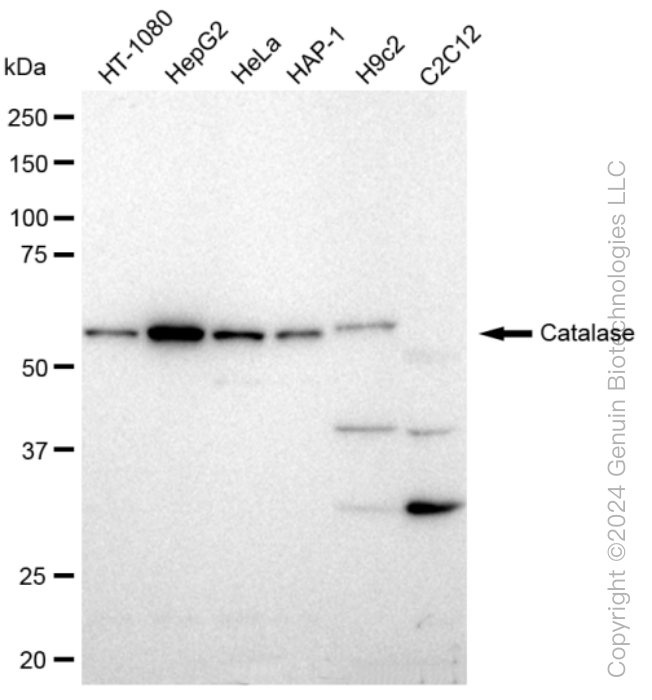 CAT antibody