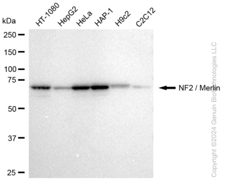 NF2 antibody