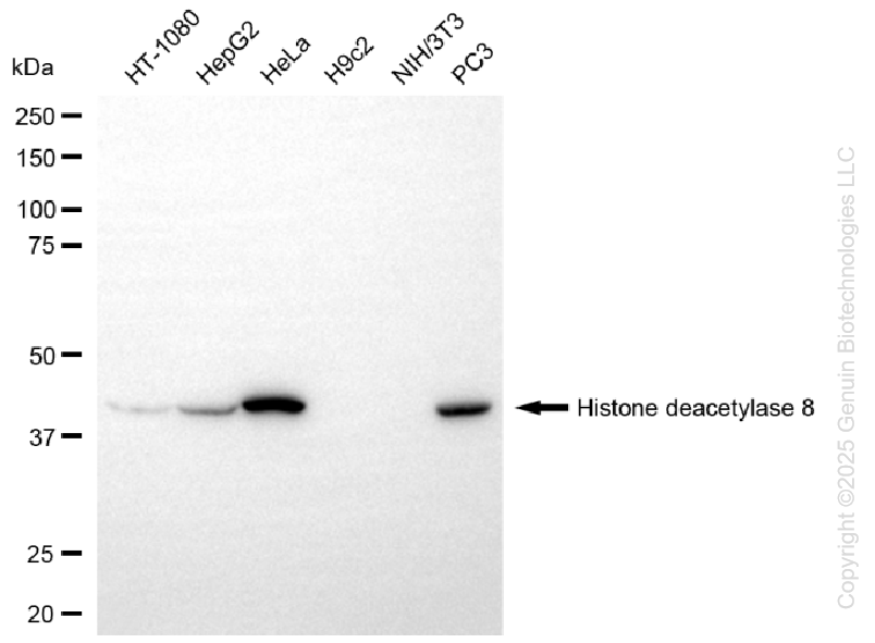 HDAC8 antibody