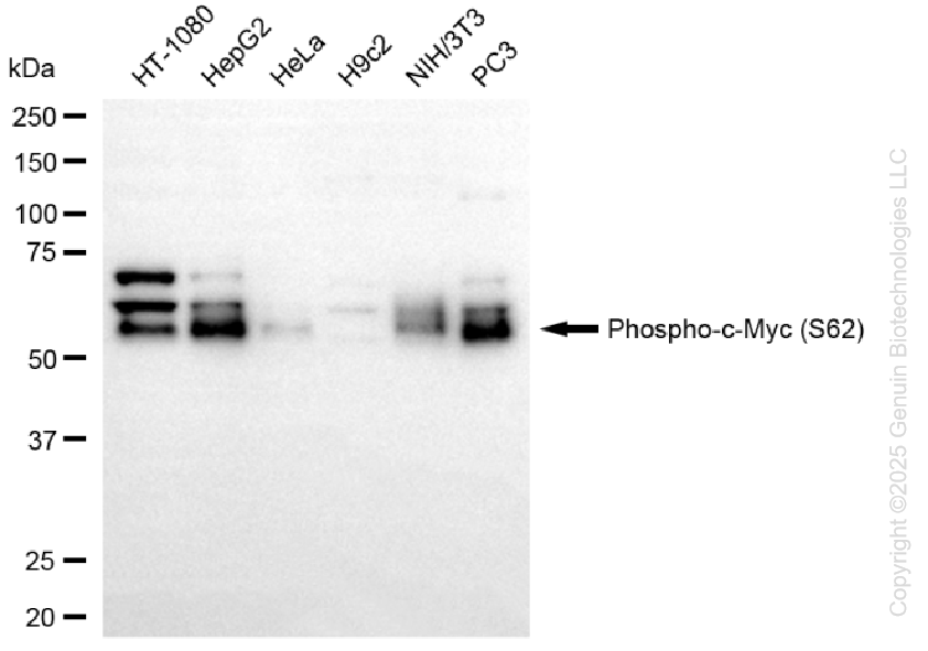 MYC antibody