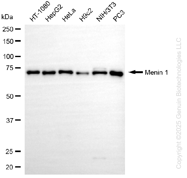 MEN1 antibody