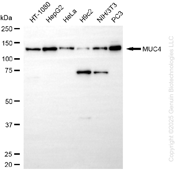 MUC4 antibody