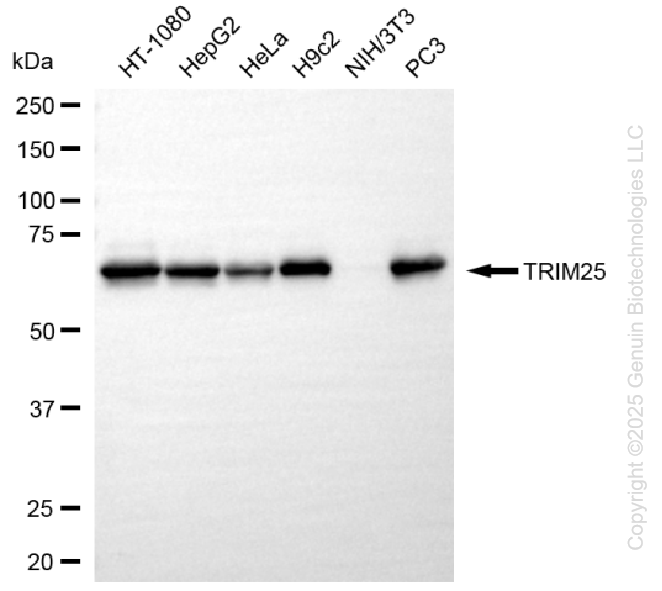 TRIM25 antibody