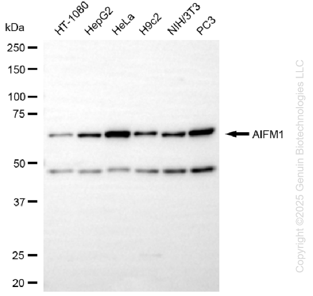 AIFM1 antibody