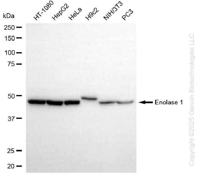 ENO1 antibody