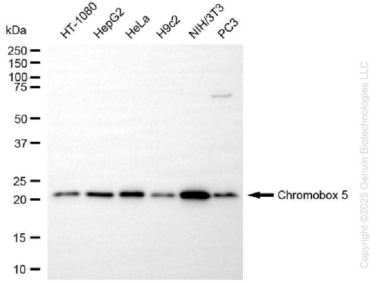 CBX5 antibody