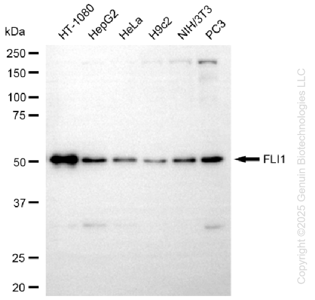 FLI1 antibody