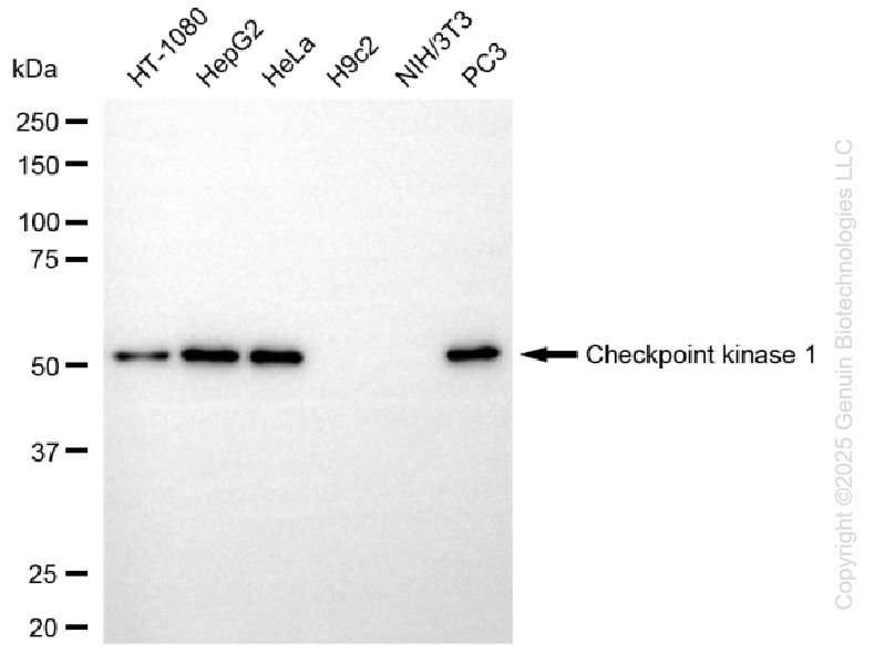 CHEK1 antibody