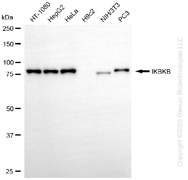 IKBKB antibody