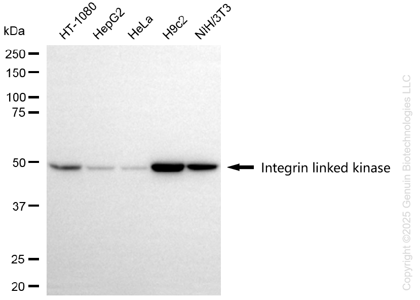 ILK antibody