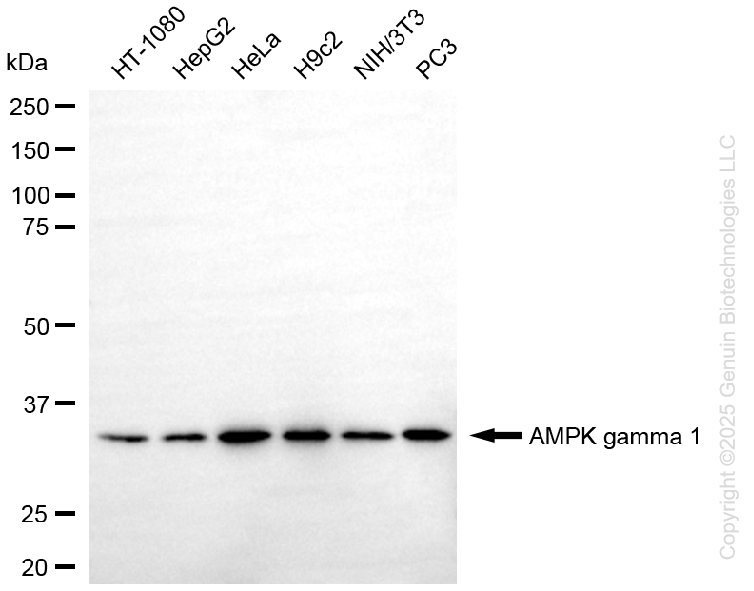 PRKAG1 antibody