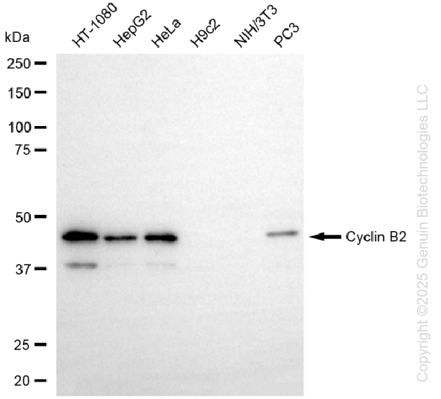 CCNB2 antibody