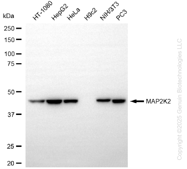 MAP2K2 antibody