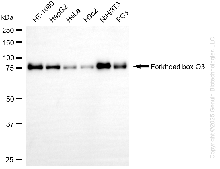 FOXO3 antibody