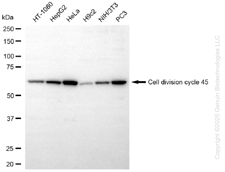 CDC45 antibody