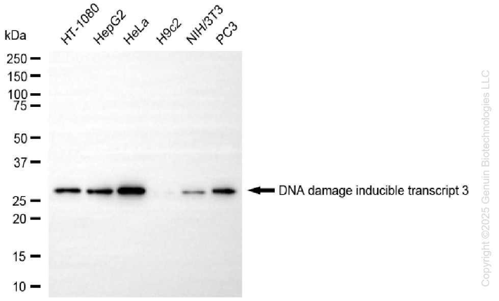 DDIT3 antibody