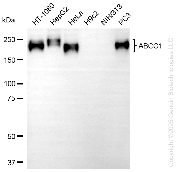 ABCC1 antibody