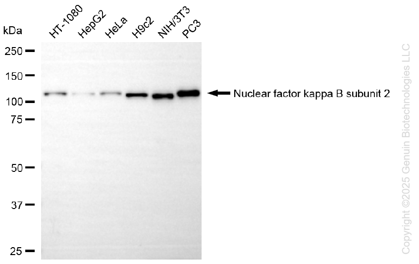 NFKB2 antibody