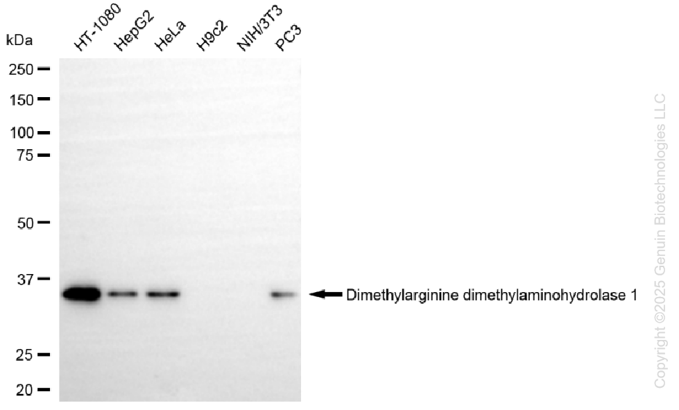 DDAH1 antibody