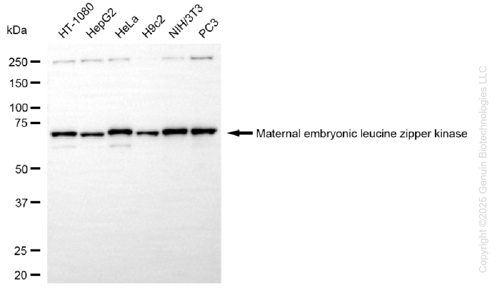 MELK antibody