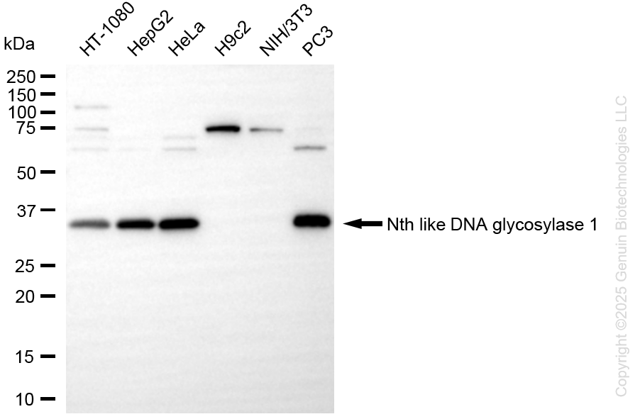 NTHL1 antibody
