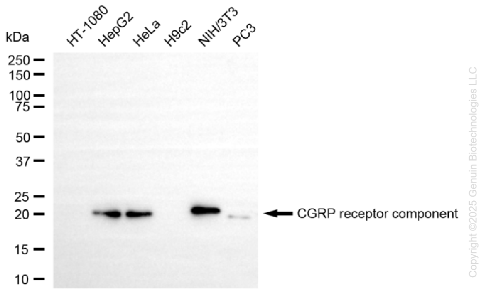 CRCP antibody