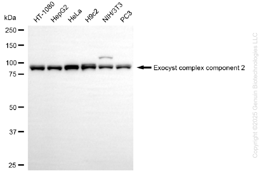 EXOC2 antibody