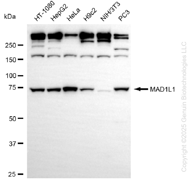 MAD1L1 antibody