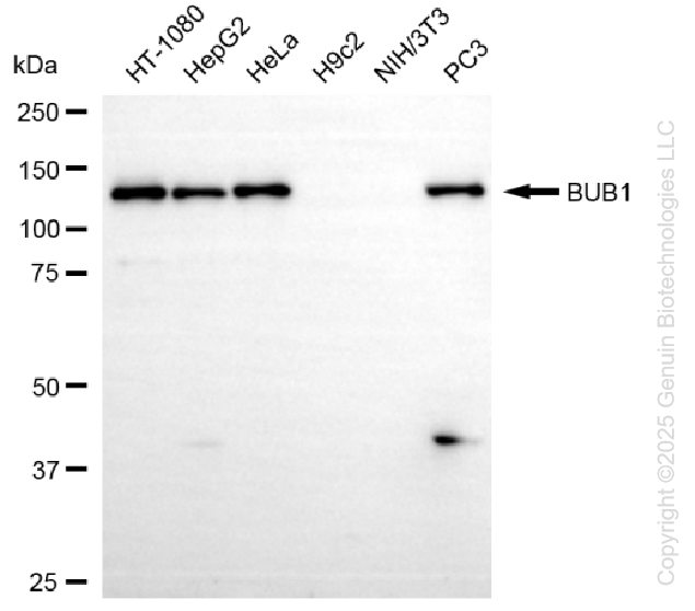 BUB1 antibody