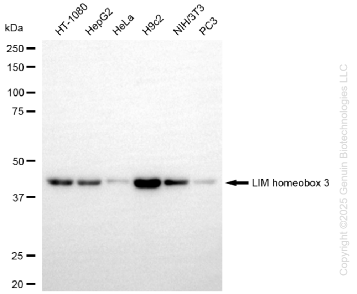 LHX3 antibody