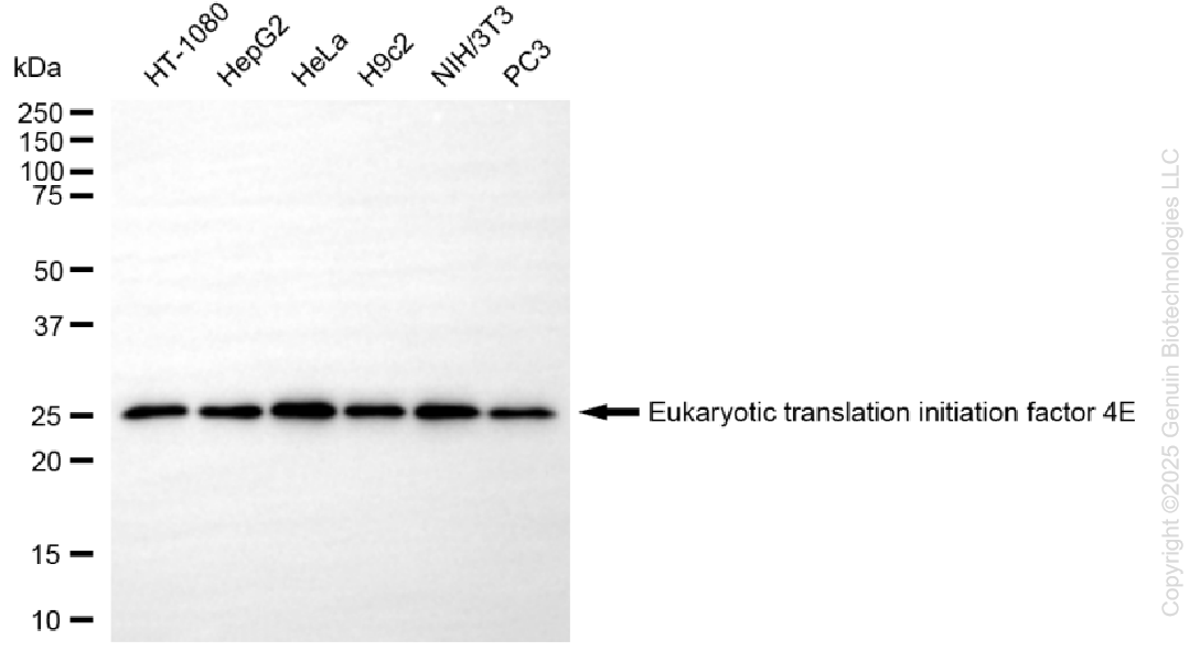 EIF4E antibody