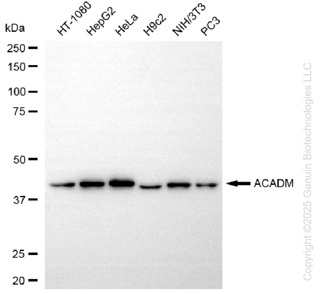 ACADM antibody