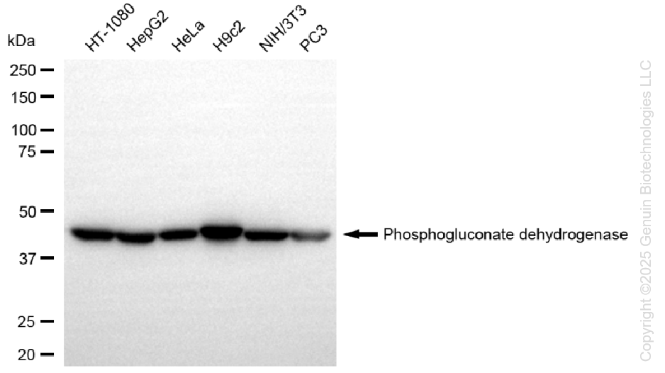 PGD antibody