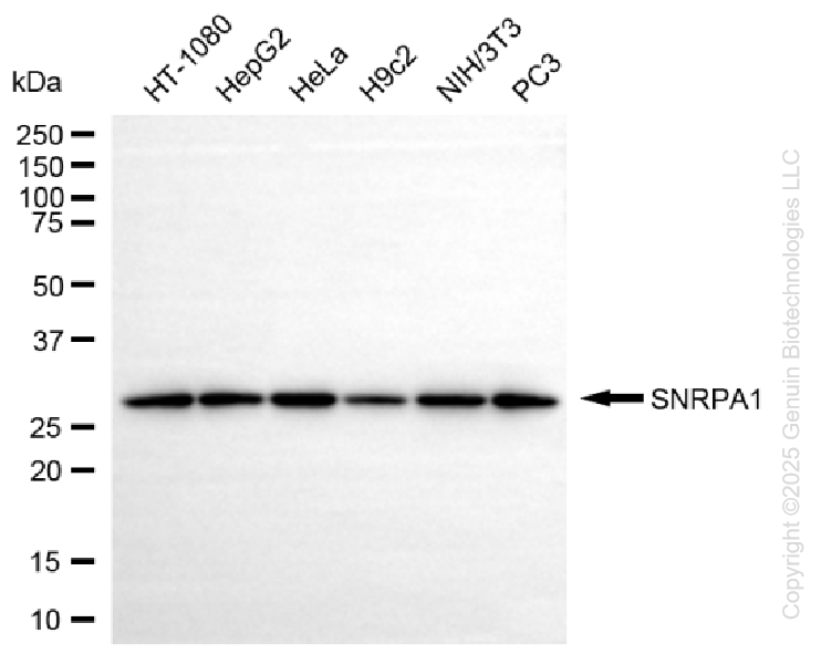 SNRPA1 antibody